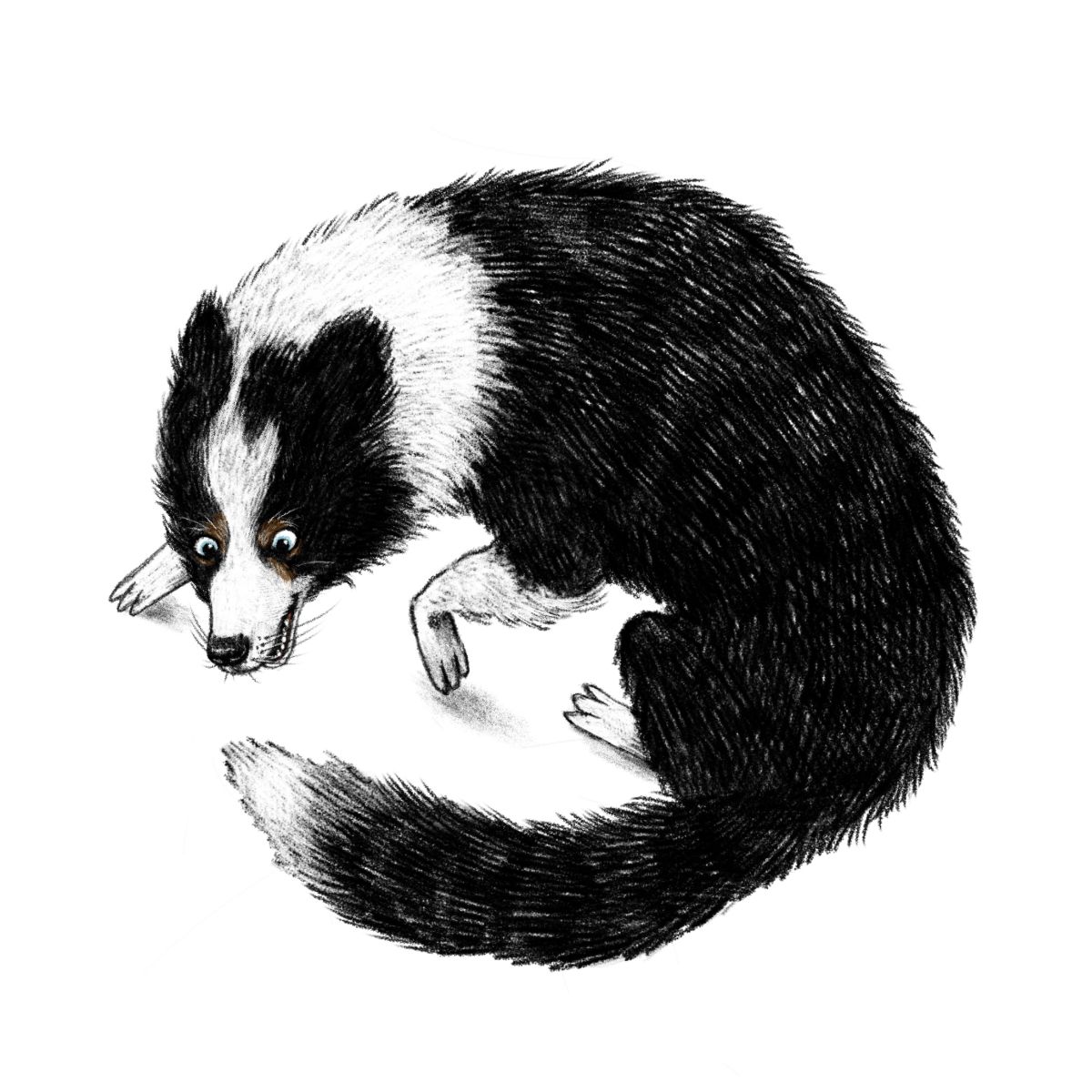 Drawing of a crazy collie chasing his tail