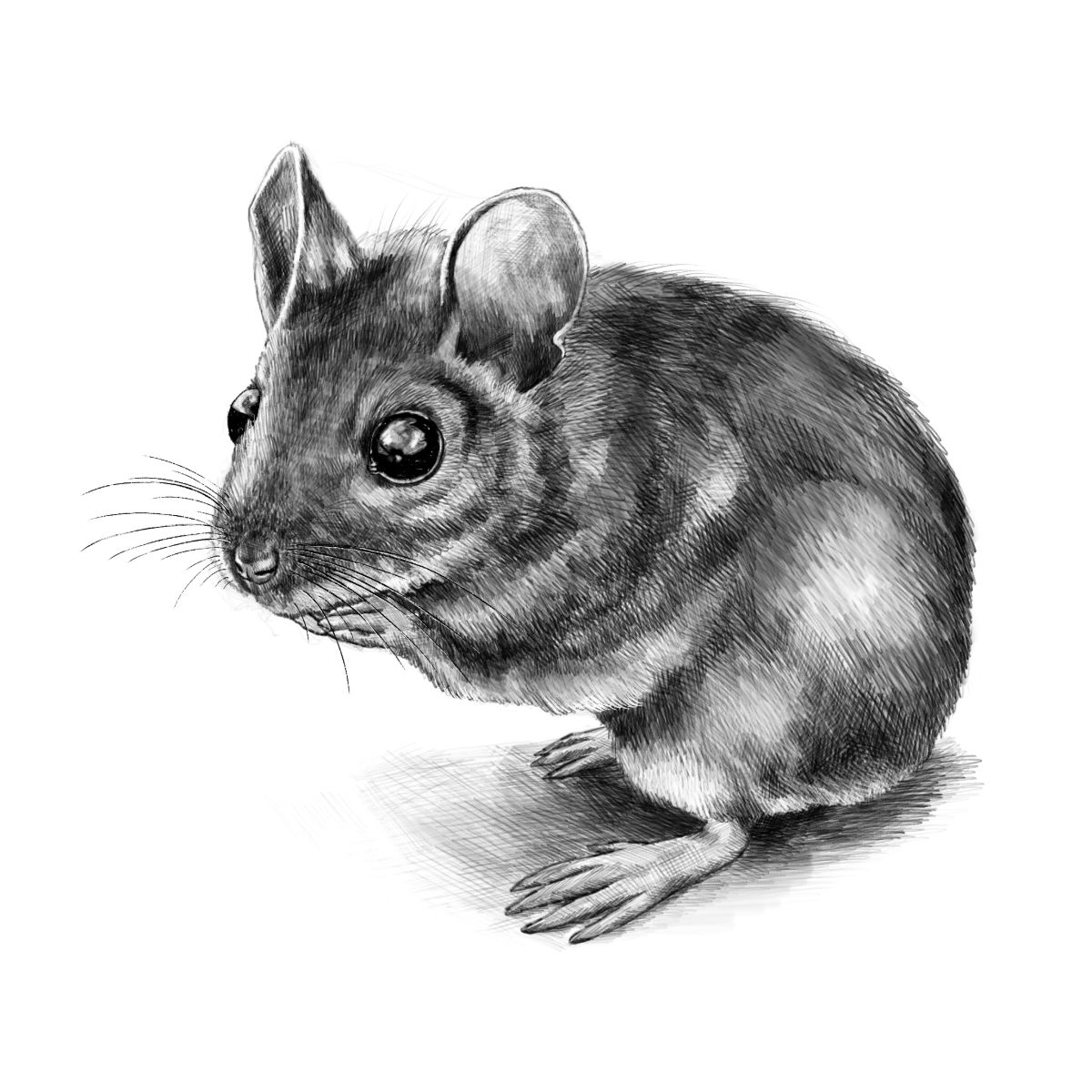 Pencil illustration of a doormouse